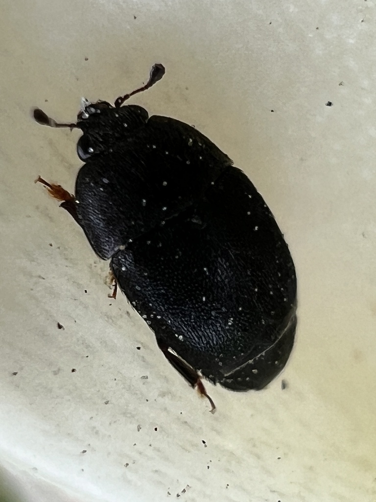 Sap beetle
