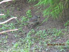 Ammodramus aurifrons