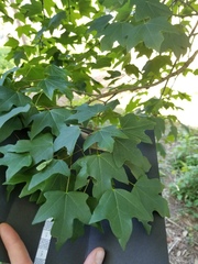 Acer leucoderme