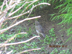 Ammodramus aurifrons