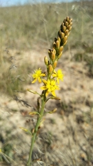 Bulbine cepacea
