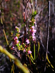 Erica intervallaris