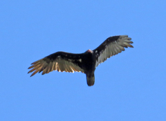 Cathartes aura image