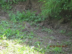 Ammodramus aurifrons