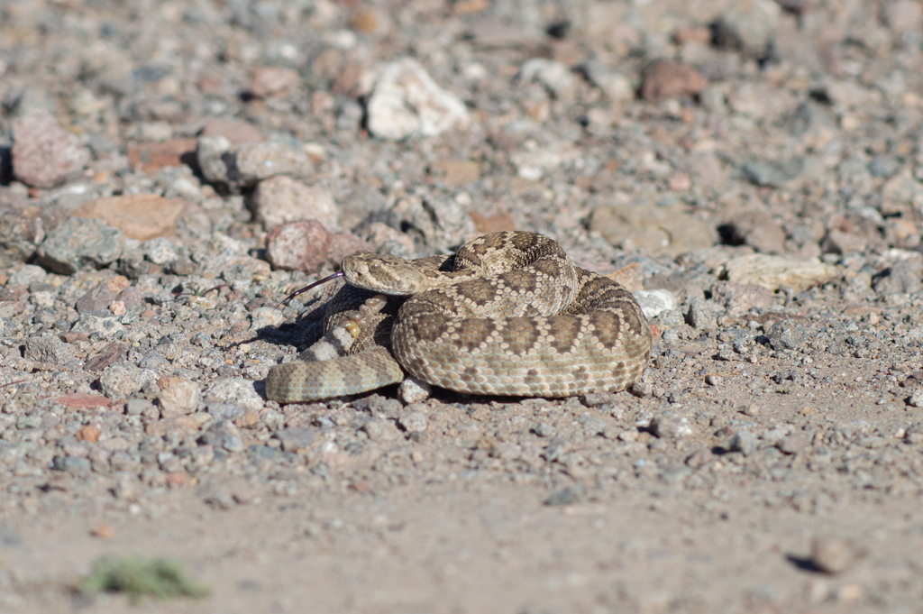 Mojave Rattlesnake from Presidio County, TX, USA on December 19, 2023 ...