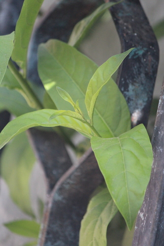 Cestrum glanduliferum
