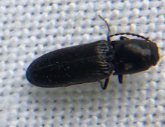 Limonius minutus