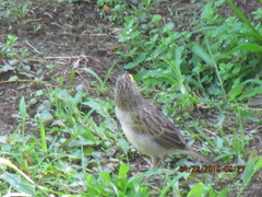 Ammodramus aurifrons