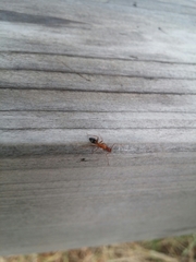 Camponotus nylanderi