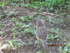 Ammodramus aurifrons