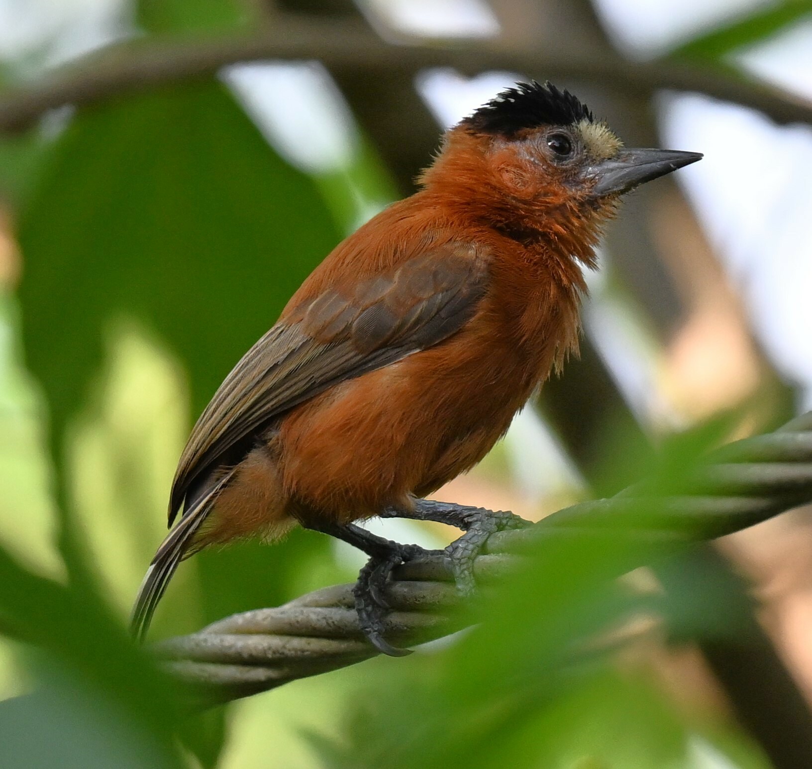 Chestnut Piculet (Picumnus cinnamomeus), photo 7