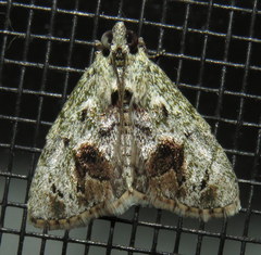 Enchesphora recurvalis