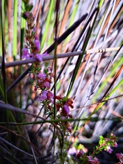Erica intervallaris