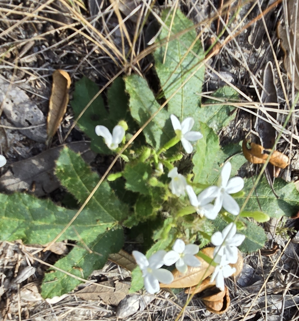 spurge nettle from Babson Park, FL 33827, USA on March 21, 2024 at 04: ...