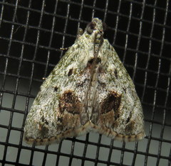 Enchesphora recurvalis