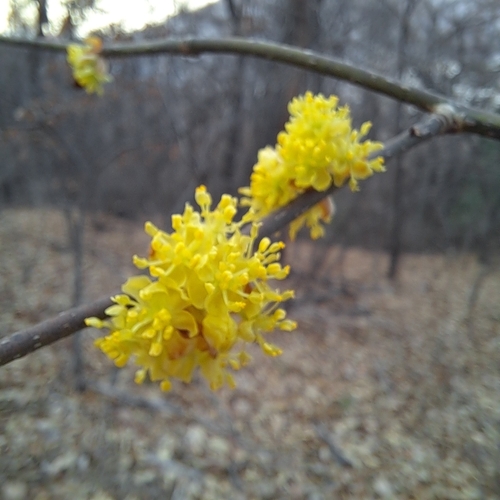 How to identify Lindera obtusiloba Blume