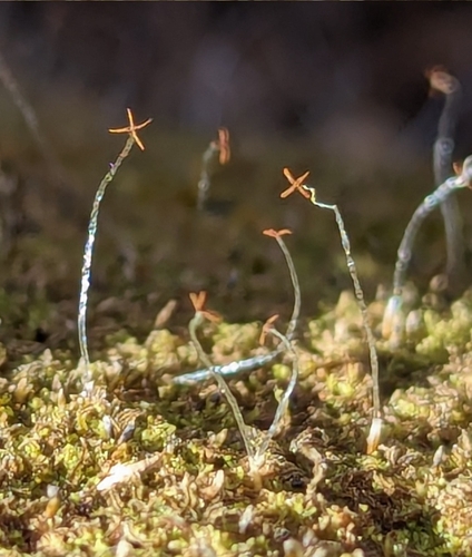 Fuscocephaloziopsis connivens