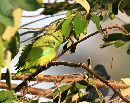 Turquoise-winged Parrotlet (Forpus spengeli), photo 10