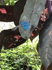 Cepheuptychia cephus