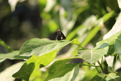 Catasticta flisa flisa