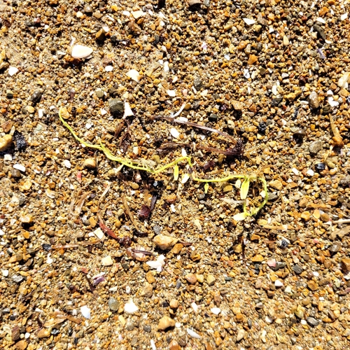 Caulerpa brachypus observed 2024-03-22