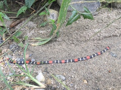 Micrurus lemniscatus