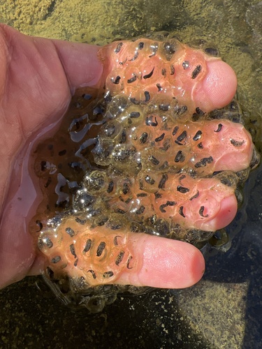 Lowland Leopard Frog