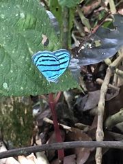 Cepheuptychia cephus