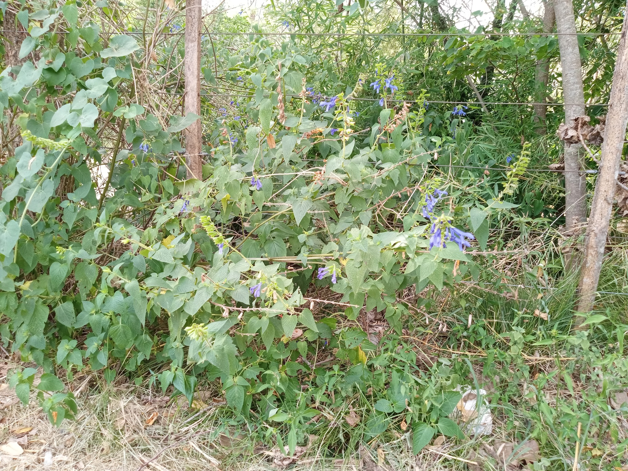 Imagem de Sálvia azul