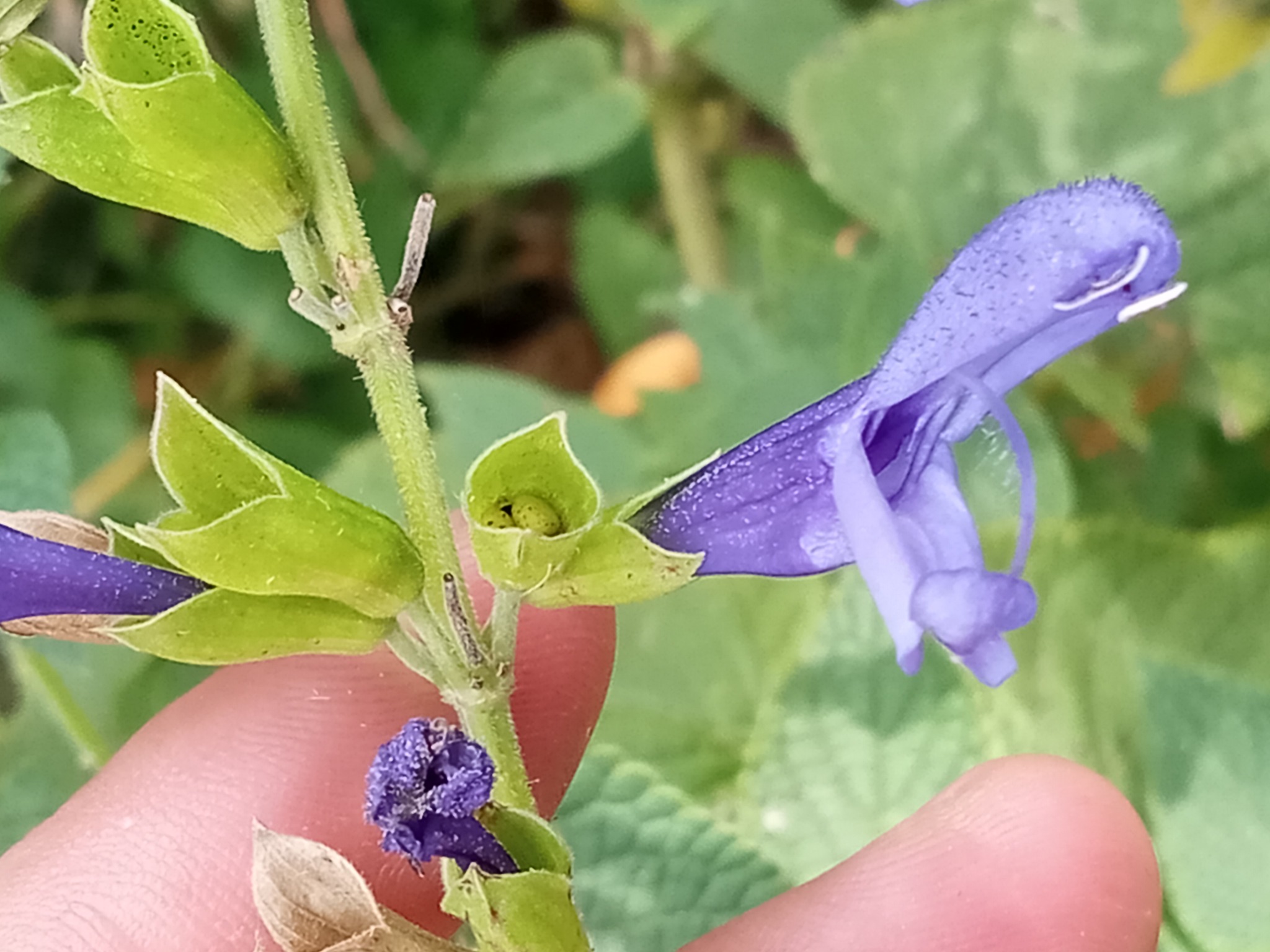 Imagem de Sálvia azul
