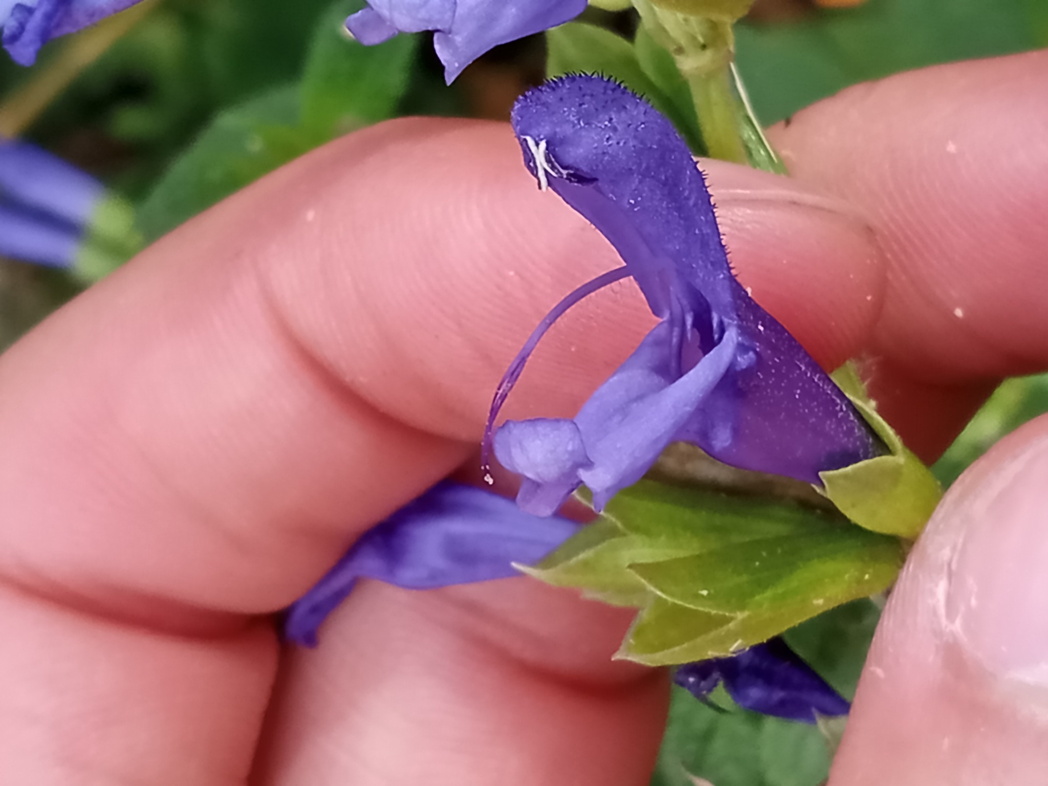 Imagem de Sálvia azul