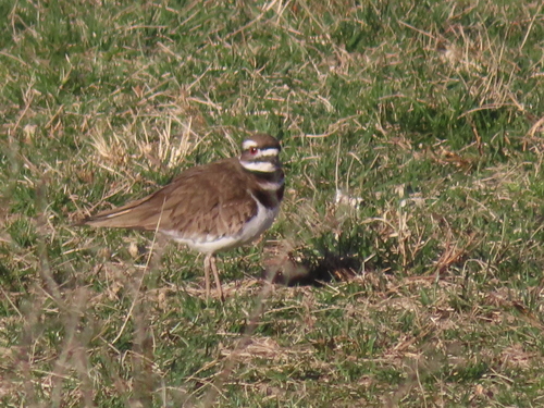 Killdeer photographed in Maryland