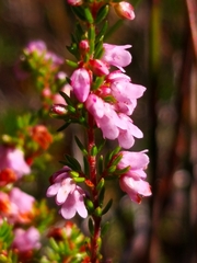 Erica intervallaris