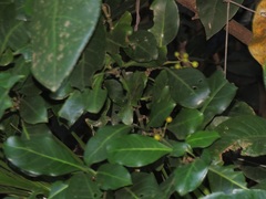 Psychotria capensis capensis