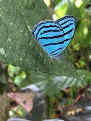 Cepheuptychia cephus