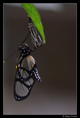 Methona confusa psamathe