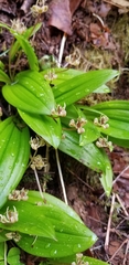 Scoliopus hallii