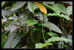 Amazilia tzacatl