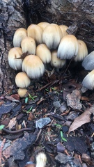 Fungi