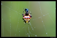 Verrucosa