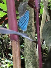 Cepheuptychia cephus