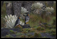 Daptrius carunculatus