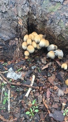 Fungi