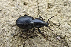 Psallidium maxillosum