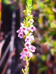 Erica intervallaris