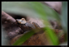 Pristimantis altamnis