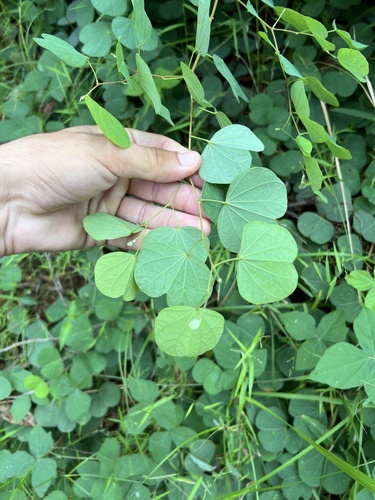 Image of Bauhinia galpinii by (c) Lucas Christofides, some rights reserved (CC BY)