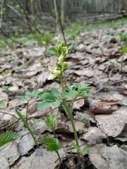 Corydalis cava marschalliana