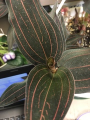 Ludisia discolor
