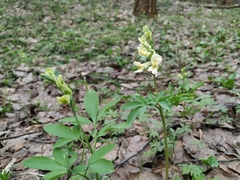 Corydalis cava marschalliana